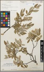 Foto von Salix glauca L.